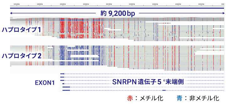 メチル化解析例(SNRPN遺伝子)