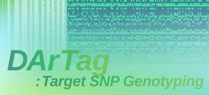 DArTag：ターゲットSNPジェノタイピング解析