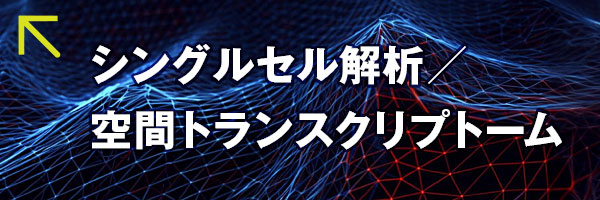 シングルセル解析／空間トランスクリプトーム解析