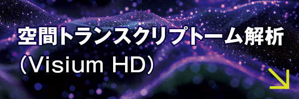 空間トランスクリプトーム解析（Visium HD）
