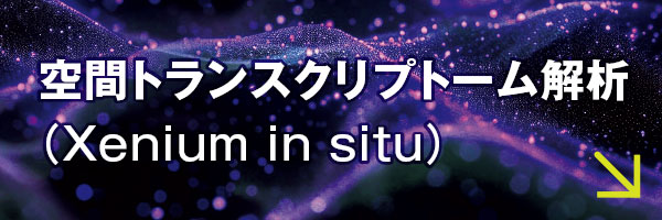 空間トランスクリプトーム解析（Xenium in situ）